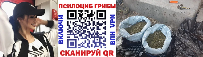 площадка состав  Каргат  Галлюциногенные грибы Psilocybe 